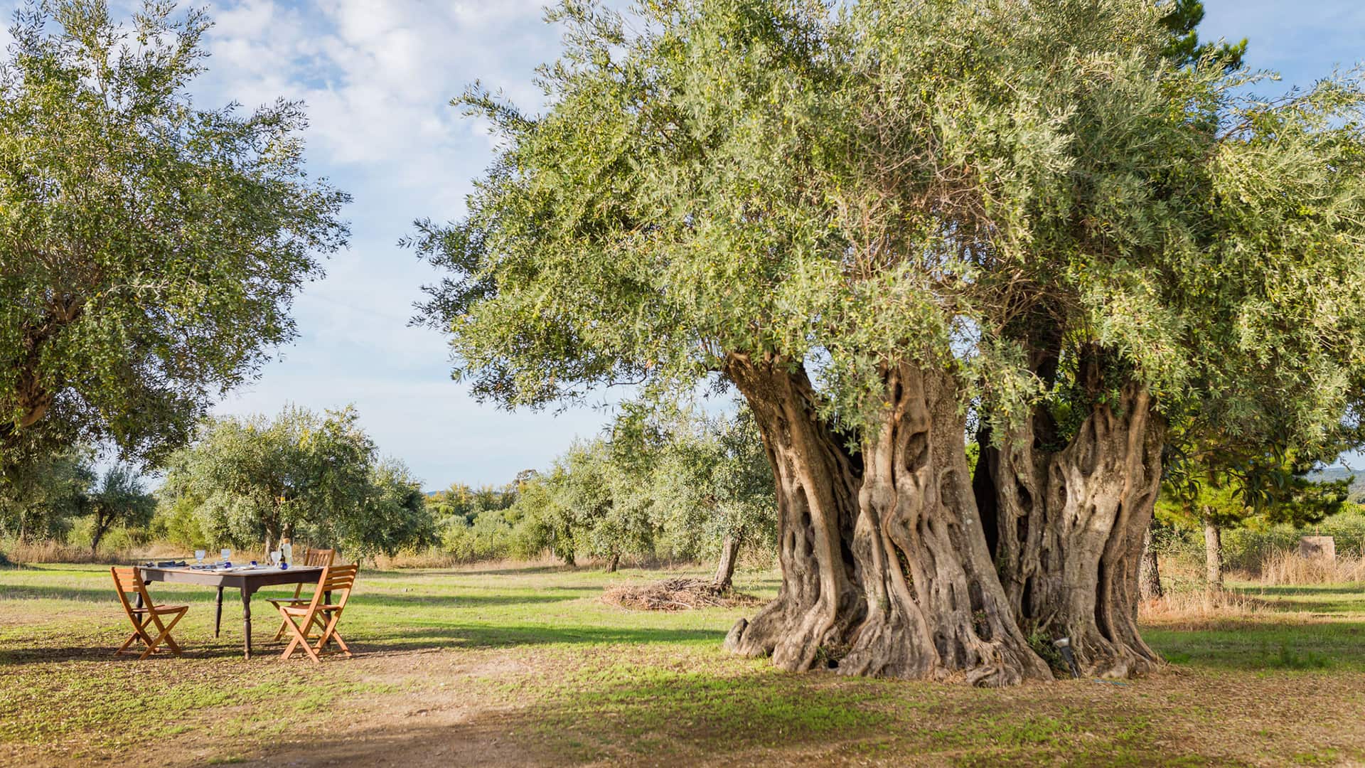 Large olive tree with a gnarled trunk stands in a grassy field; a small outdoor table with two chairs is set nearby under a partly cloudy sky.
