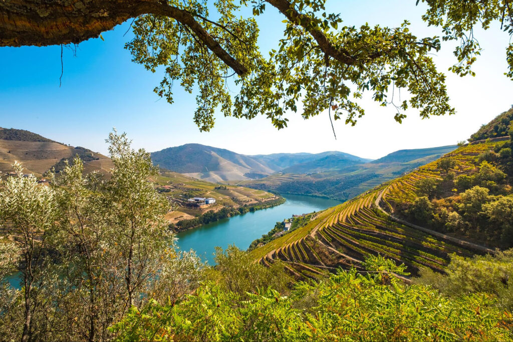 A river winds through a valley with terraced vineyards on the hillsides, framed by tree branches and clear blue sky—an idyllic scene perfect for small group travel in Portugal.