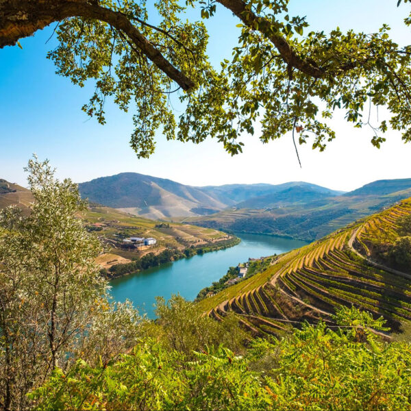 A river winds through a valley with terraced vineyards on the hillsides, framed by tree branches and clear blue sky—an idyllic scene perfect for small group travel in Portugal.