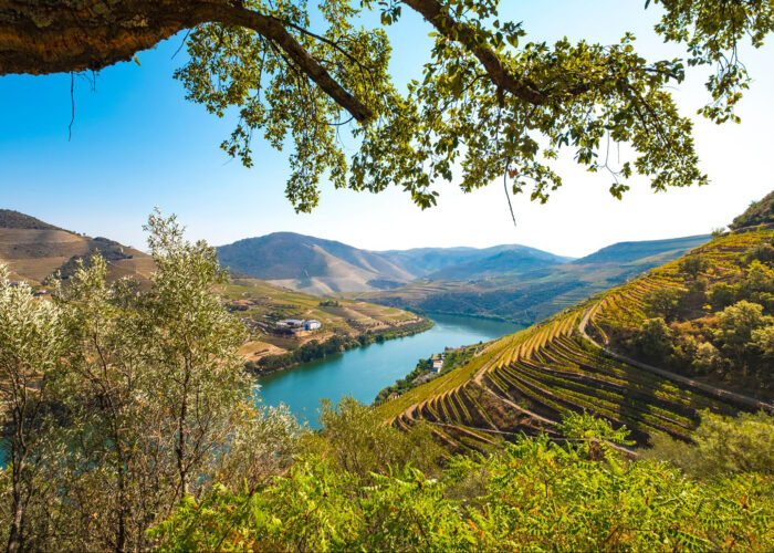 A river winds through a valley with terraced vineyards on the hillsides, framed by tree branches and clear blue sky—an idyllic scene perfect for small group travel in Portugal.