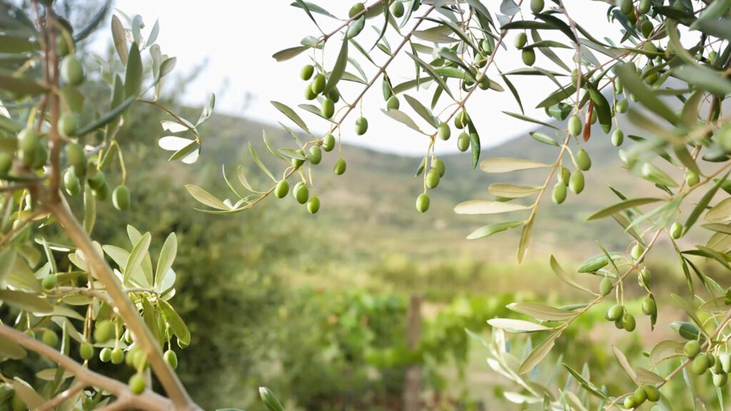 Close-up of green olives growing on tree branches, with a blurred landscape of hills and greenery in the background—capturing the essence of Portugal travel.