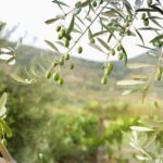Close-up of green olives growing on tree branches, with a blurred landscape of hills and greenery in the background—capturing the essence of Portugal travel.