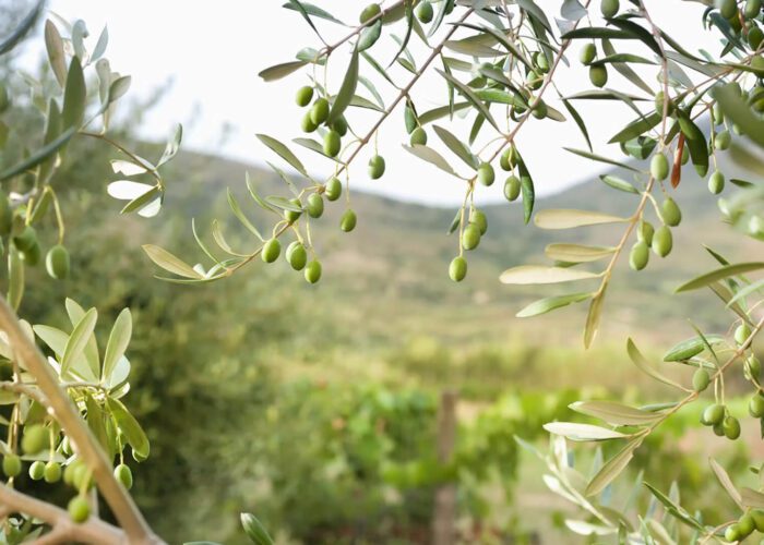 Close-up of green olives growing on tree branches, with a blurred landscape of hills and greenery in the background—capturing the essence of Portugal travel.