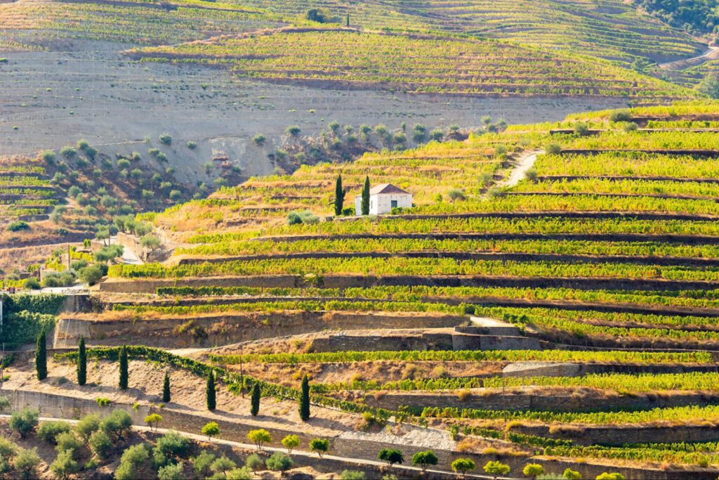 Terraced vineyards with green and yellow foliage cover rolling hills, with a small white house and cypress trees near the center—a perfect scene highlighted in any Portugal travel guide.