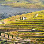Terraced vineyards with green and yellow foliage cover rolling hills, with a small white house and cypress trees near the center—a perfect scene highlighted in any Portugal travel guide.