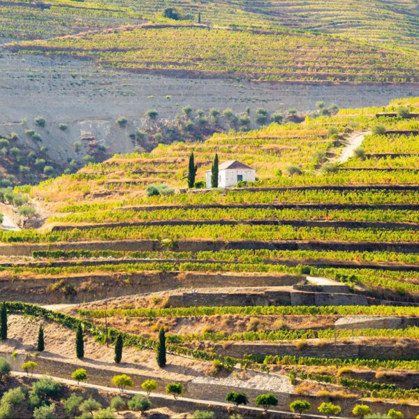 Terraced vineyards with green and yellow foliage cover rolling hills, with a small white house and cypress trees near the center—a perfect scene highlighted in any Portugal travel guide.