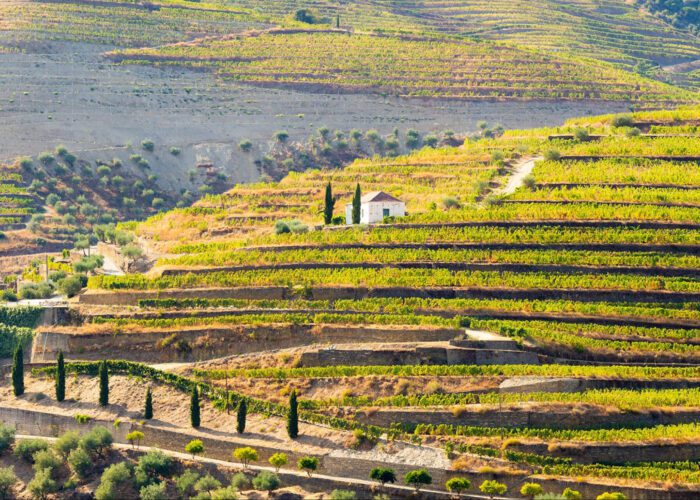 Terraced vineyards with green and yellow foliage cover rolling hills, with a small white house and cypress trees near the center—a perfect scene highlighted in any Portugal travel guide.