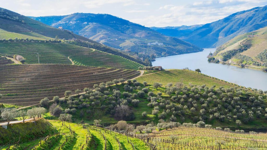 Terraced vineyards and olive trees cover rolling hills beside a winding river, with mountains in the background under a partly cloudy sky.