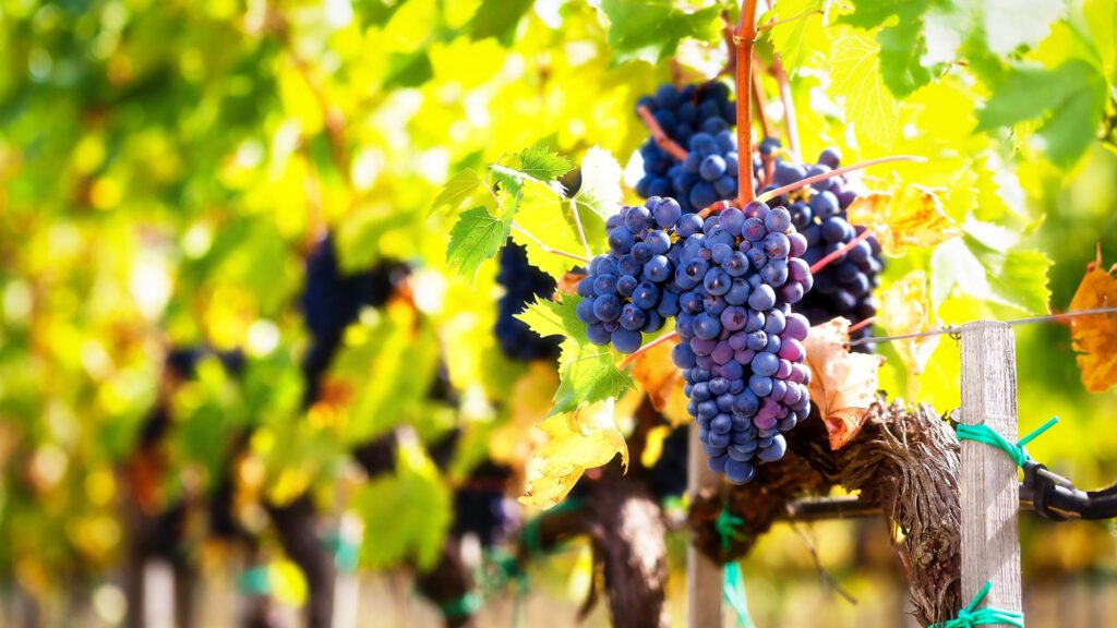 Clusters of dark purple grapes hang from vines with green leaves in a sunlit vineyard, reminiscent of the famed wine regions Portugal is known for.